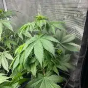 Gorilla Cookies. Seedstockers