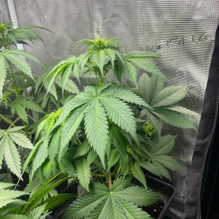 Gorilla Cookies. Seedstockers
