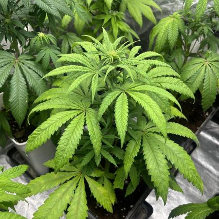 Gomu Gomu Mango. HighBreed