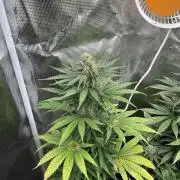 Gorilla Girl F1. Sweetseeds