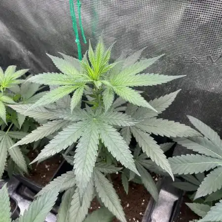 Terp & Tonic. Seedstockers