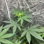Gelato 44. RoyalQueenSeeds
