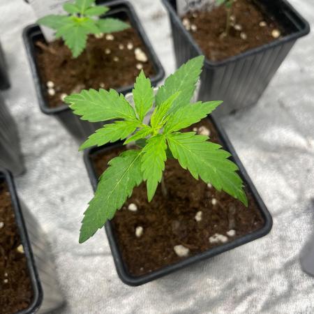 Gelato 41. Seedstockers