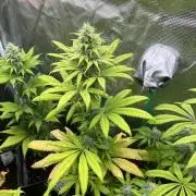 Green Gelato. RoyalQueenSeeds