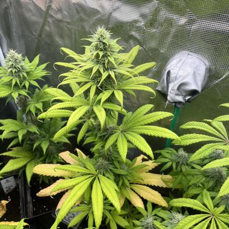 Green Gelato. RoyalQueenSeeds