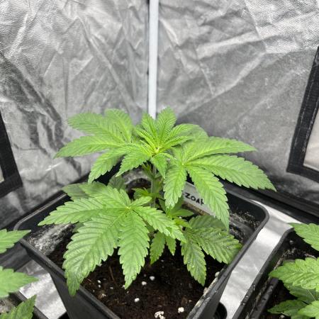 Fishy Zoap. Seedstockers