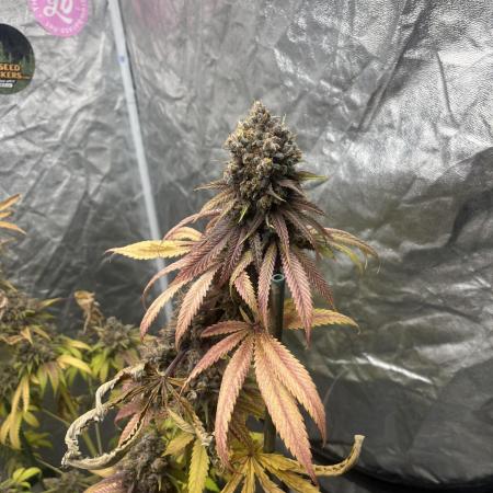 Lemon Cherry Runtz. Fastbuds