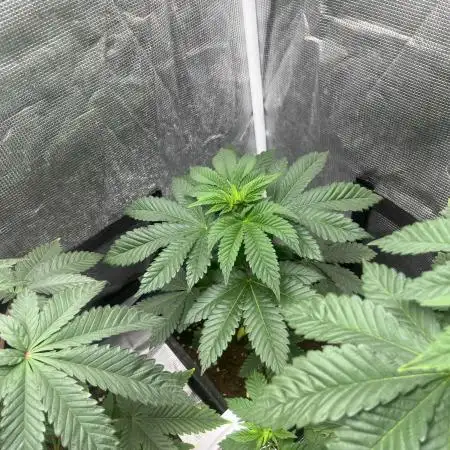 Monster Maker. Sweetseeds
