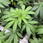 Gomu Gomu Mango. HighBreed