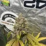 Lemon Cherry Runtz. Fastbuds