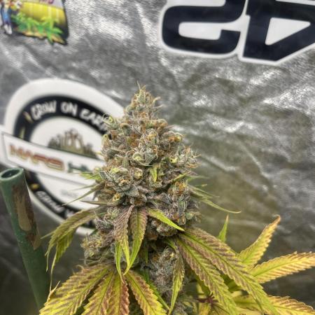 Lemon Cherry Runtz. Fastbuds