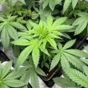 Gomu Gomu Mango. HighBreed