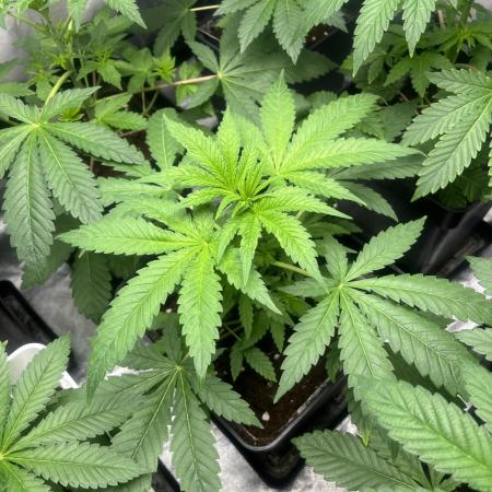 Gomu Gomu Mango. HighBreed