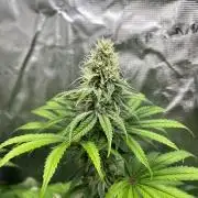 Hulkberry. RoyalQueenSeeds
