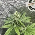 Gelato 44. RoyalQueenSeeds