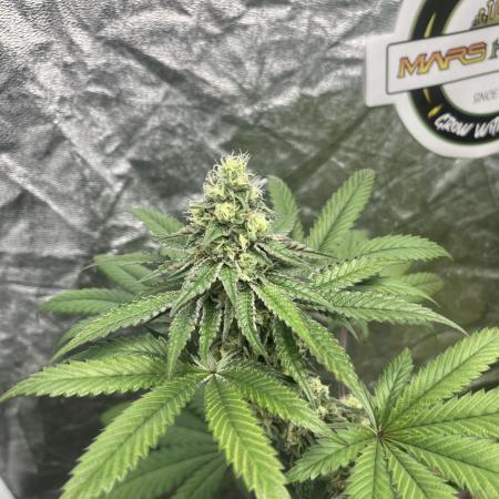 Gelato 44. RoyalQueenSeeds