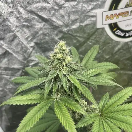 Gelato 44. RoyalQueenSeeds