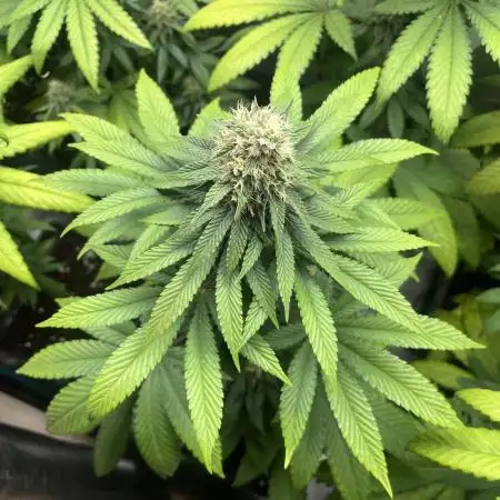 Lemon Mandarin. fastbuds