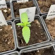 Kiwi x Papaya. Mavericks Genetics