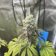 Pink Sunset. Silentseeds