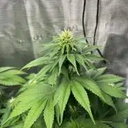Gorilla Cookies. Seedstockers