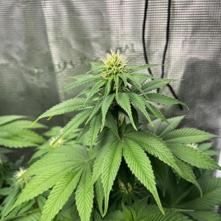 Gorilla Cookies. Seedstockers
