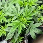 Oreoz USA. Kannabia seeds company