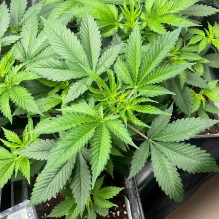 Oreoz USA. Kannabia seeds company