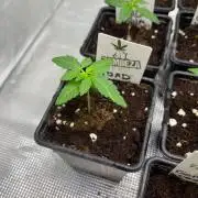 Toad Venum. Growers Choice