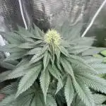 Mistery ¿?. Seedstockers
