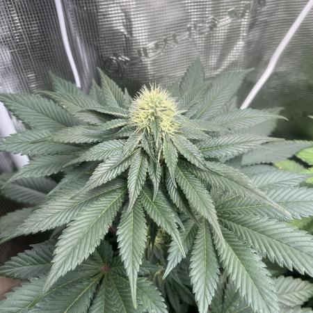 Mistery ¿?. Seedstockers
