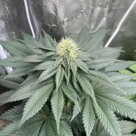 Mistery ¿?. Seedstockers