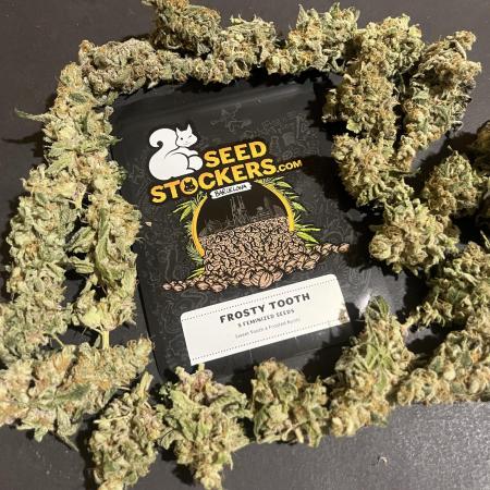 Frosty Tooth. Seedstockers
