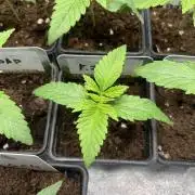 Fishy Zoap. Seedstockers