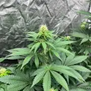 Zoap Rose. Kannabia Seeds Company