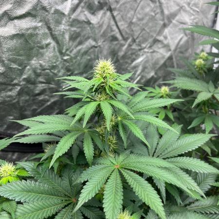 Zoap Rose. Kannabia Seeds Company