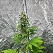 Zoap Rose. Kannabia Seeds Company