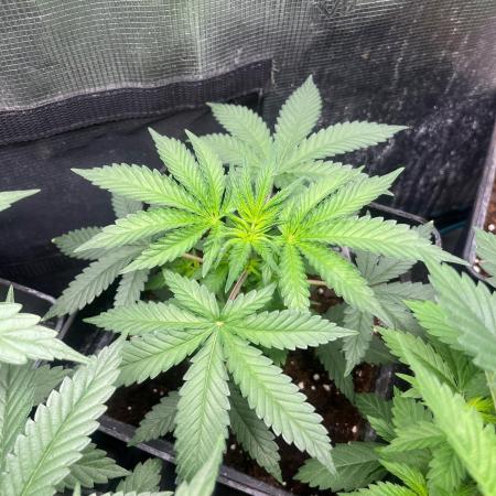 Wedding Cake. RoyalQueenSeeds