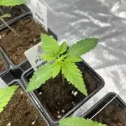 Pink Sunset. Silentseeds