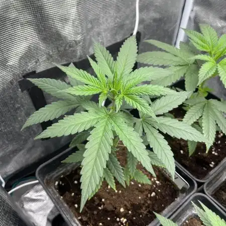Terp & Tonic. Seedstockers