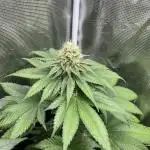 Mistery ¿?. Seedstockers