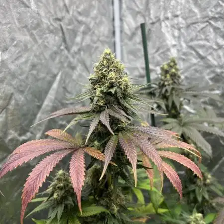 Gelato 44. RoyalQueenSeeds