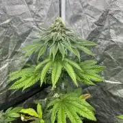 Fishy Zoap. Seedstockers