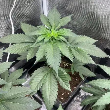 Mistery ¿? . Seedstockers