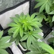 Fishy Zoap. Seedstockers