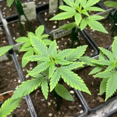 Terp & Tonic. Seedstockers