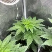 Kiwi x Papaya. Mavericks Genetics