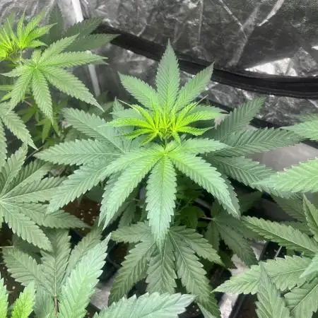 Lemon Cherry Runtz. Fastbuds