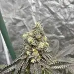 Gelato 44. RoyalQueenSeeds