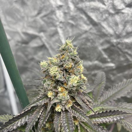 Gelato 44. RoyalQueenSeeds